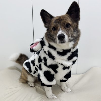 画像1: ウェルシュ コーギー 服 ウシさんボアパーカー Tシャツ 2XL 3XL 4XL 5XL中型犬 大型犬 秋冬 コーギー おしゃれ 犬服 doggystar ドッギースター  即日発送出来ます