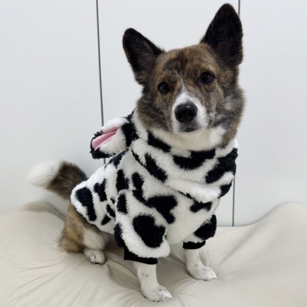 画像5: ウェルシュ コーギー 服 ウシさんボアパーカー Tシャツ 2XL 3XL 4XL 5XL中型犬 大型犬 秋冬 コーギー おしゃれ 犬服 doggystar ドッギースター  即日発送出来ます (5)