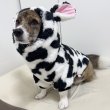 画像2: ウェルシュ コーギー 服 ウシさんボアパーカー Tシャツ 2XL 3XL 4XL 5XL中型犬 大型犬 秋冬 コーギー おしゃれ 犬服 doggystar ドッギースター  即日発送出来ます (2)