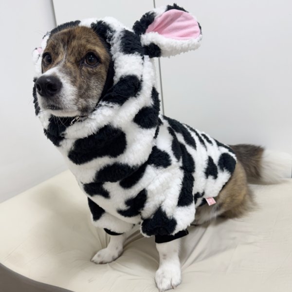 画像2: ウェルシュ コーギー 服 ウシさんボアパーカー Tシャツ 2XL 3XL 4XL 5XL中型犬 大型犬 秋冬 コーギー おしゃれ 犬服 doggystar ドッギースター  即日発送出来ます (2)