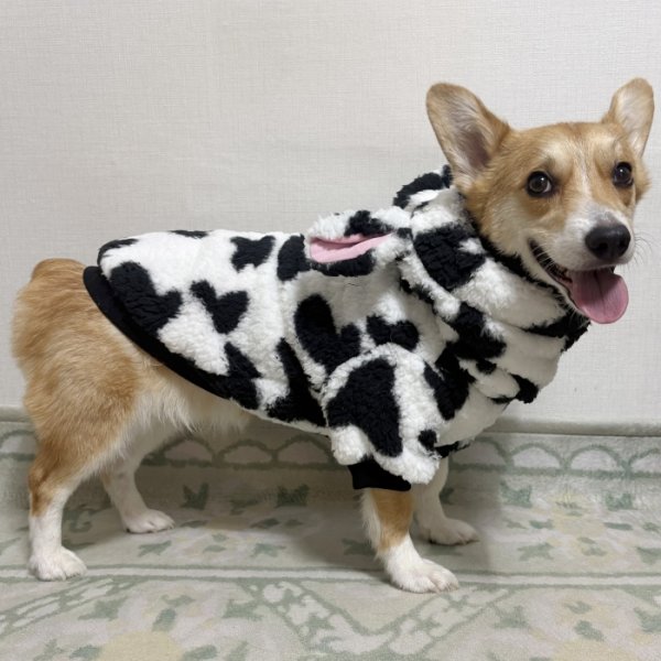 画像11: ウェルシュ コーギー 服 ウシさんボアパーカー Tシャツ 2XL 3XL 4XL 5XL中型犬 大型犬 秋冬 コーギー おしゃれ 犬服 doggystar ドッギースター  即日発送出来ます (11)