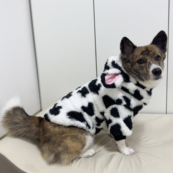 画像4: ウェルシュ コーギー 服 ウシさんボアパーカー Tシャツ 2XL 3XL 4XL 5XL中型犬 大型犬 秋冬 コーギー おしゃれ 犬服 doggystar ドッギースター  即日発送出来ます (4)
