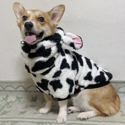 画像3: ウェルシュ コーギー 服 ウシさんボアパーカー Tシャツ 2XL 3XL 4XL 5XL中型犬 大型犬 秋冬 コーギー おしゃれ 犬服 doggystar ドッギースター  即日発送出来ます