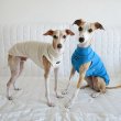 画像1: イタグレ服 S M L XL 2XL 3XL 無地リブ地タンクトップ Tシャツ 小型犬 中型犬 大型犬 春 夏服 doggystar ドッギースター ９/２８より発送 (1)