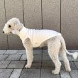 画像26: イタグレ服 S M L XL 2XL 3XL 無地リブ地タンクトップ Tシャツ 小型犬 中型犬 大型犬 春 夏服 doggystar ドッギースター ９/２８より発送 (26)