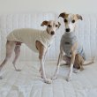 画像3: イタグレ服 S M L XL 2XL 3XL 無地リブ地タンクトップ Tシャツ 小型犬 中型犬 大型犬 春 夏服 doggystar ドッギースター ９/２８より発送 (3)