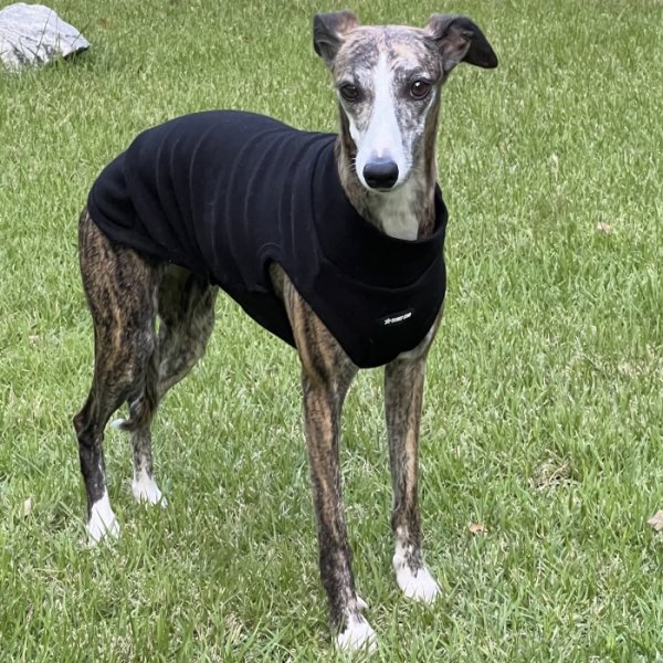 画像20: イタグレ服 S M L XL 2XL 3XL 無地リブ地タンクトップ Tシャツ 小型犬 中型犬 大型犬 春 夏服 doggystar ドッギースター ９/２８より発送 (20)