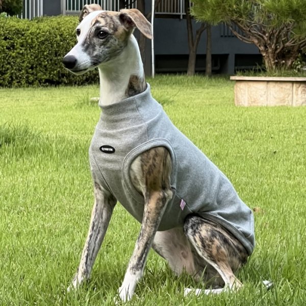 画像11: イタグレ服 S M L XL 2XL 3XL 無地リブ地タンクトップ Tシャツ 小型犬 中型犬 大型犬 春 夏服 doggystar ドッギースター ９/２８より発送 (11)