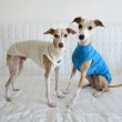 画像30: イタグレ服 S M L XL 2XL 3XL 無地リブ地タンクトップ Tシャツ 小型犬 中型犬 大型犬 春 夏服 doggystar ドッギースター ９/２８より発送 (30)