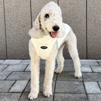 画像2: イタグレ服 S M L XL 2XL 3XL 無地リブ地タンクトップ Tシャツ 小型犬 中型犬 大型犬 春 夏服 doggystar ドッギースター 9/28より発送