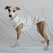 画像23: イタグレ服 S M L XL 2XL 3XL 無地リブ地タンクトップ Tシャツ 小型犬 中型犬 大型犬 春 夏服 doggystar ドッギースター ９/２８より発送 (23)
