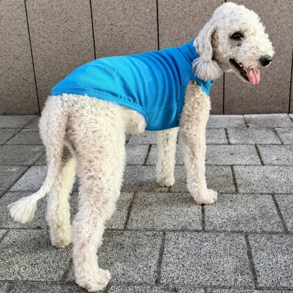 画像33: イタグレ服 S M L XL 2XL 3XL 無地リブ地タンクトップ Tシャツ 小型犬 中型犬 大型犬 春 夏服 doggystar ドッギースター ９/２８より発送 (33)
