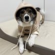 画像11: ウェルシュ コーギー 服 コーデュロイパーカー Tシャツ 2XL 3XL 4XL 5XL中型犬 大型犬 秋冬 コーギー おしゃれ 犬服 doggystar ドッギースター  10月初旬発送出来ます (11)