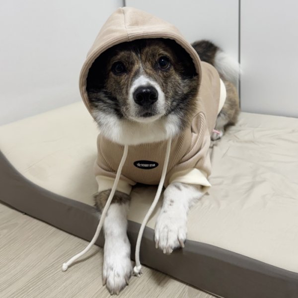画像11: ウェルシュ コーギー 服 コーデュロイパーカー Tシャツ 2XL 3XL 4XL 5XL中型犬 大型犬 秋冬 コーギー おしゃれ 犬服 doggystar ドッギースター  10月初旬発送出来ます (11)