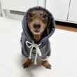 画像5: ダックスフンド 服 Tシャツ コーデュロイ パーカー 小型犬 中型犬 S M L XL 冬 ダックス おしゃれ 犬 洋服 doggystar ドッギースター 10月初旬発送 (5)