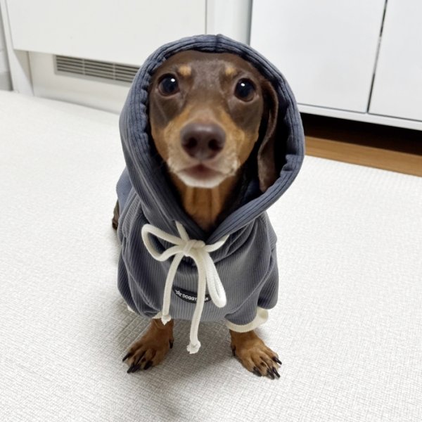 画像5: ダックスフンド 服 Tシャツ コーデュロイ パーカー 小型犬 中型犬 S M L XL 冬 ダックス おしゃれ 犬 洋服 doggystar ドッギースター 10月初旬発送 (5)