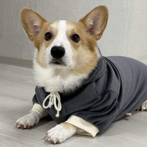 画像21: ウェルシュ コーギー 服 コーデュロイパーカー Tシャツ 2XL 3XL 4XL 5XL中型犬 大型犬 秋冬 コーギー おしゃれ 犬服 doggystar ドッギースター  10月初旬発送出来ます (21)