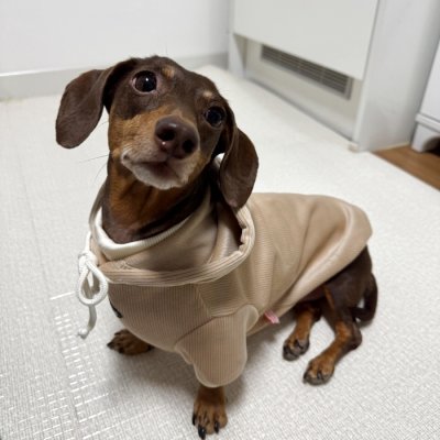 画像1: ダックスフンド 服 Tシャツ コーデュロイ パーカー 小型犬 中型犬 S M L XL 冬 ダックス おしゃれ 犬 洋服 doggystar ドッギースター 10月初旬発送