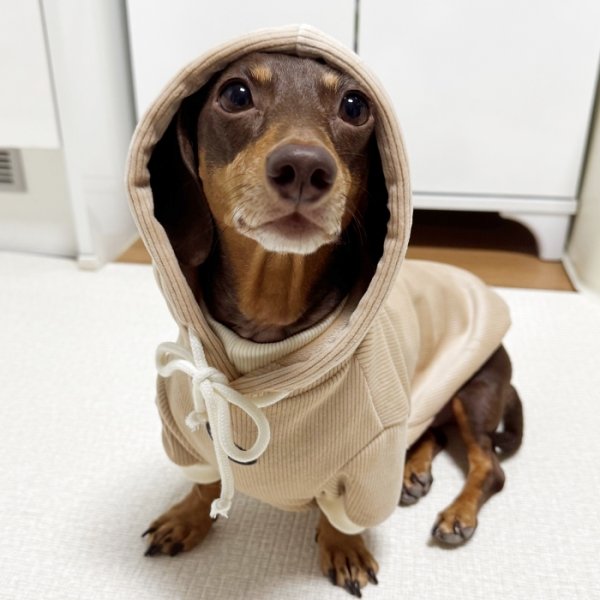 画像1: ダックスフンド 服 Tシャツ コーデュロイ パーカー 小型犬 中型犬 S M L XL 冬 ダックス おしゃれ 犬 洋服 doggystar ドッギースター 10月初旬発送 (1)