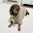 画像12: ダックスフンド 服 Tシャツ コーデュロイ パーカー 小型犬 中型犬 S M L XL 冬 ダックス おしゃれ 犬 洋服 doggystar ドッギースター 10月初旬発送 (12)
