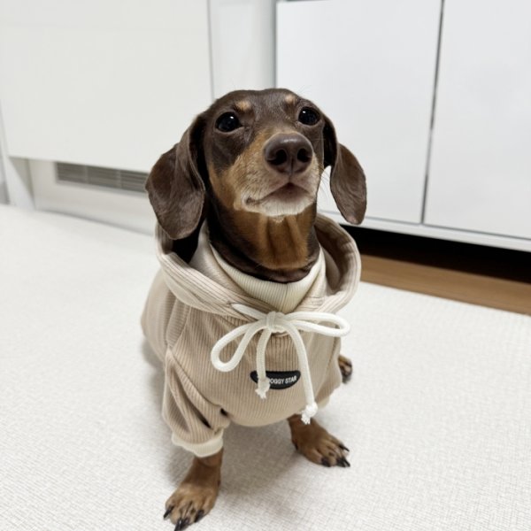 画像14: ダックスフンド 服 Tシャツ コーデュロイ パーカー 小型犬 中型犬 S M L XL 冬 ダックス おしゃれ 犬 洋服 doggystar ドッギースター 10月初旬発送 (14)