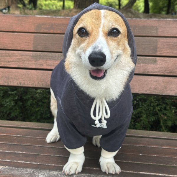 画像19: ウェルシュ コーギー 服 コーデュロイパーカー Tシャツ 2XL 3XL 4XL 5XL中型犬 大型犬 秋冬 コーギー おしゃれ 犬服 doggystar ドッギースター  10月初旬発送出来ます (19)