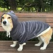 画像18: ウェルシュ コーギー 服 コーデュロイパーカー Tシャツ 2XL 3XL 4XL 5XL中型犬 大型犬 秋冬 コーギー おしゃれ 犬服 doggystar ドッギースター  10月初旬発送出来ます (18)