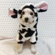 画像21: 犬服 ウシさん ボアパーカー Tシャツ 小型犬 中型犬 大型犬 S M L XL 2XL 3XL 4XL 5XL 6XL 秋冬 韓国犬服 おしゃれ ペット服 doggystar ドッギースター  (21)
