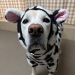 画像11: 犬服 ウシさん ボアパーカー Tシャツ 小型犬 中型犬 大型犬 S M L XL 2XL 3XL 4XL 5XL 6XL 秋冬 韓国犬服 おしゃれ ペット服 doggystar ドッギースター  (11)