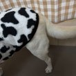 画像12: 犬服 ウシさん ボアパーカー Tシャツ 小型犬 中型犬 大型犬 S M L XL 2XL 3XL 4XL 5XL 6XL 秋冬 韓国犬服 おしゃれ ペット服 doggystar ドッギースター  (12)