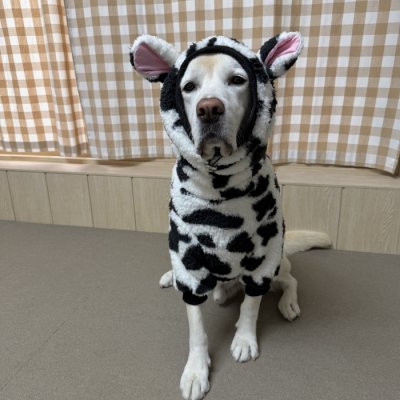 画像1: 犬服 ウシさん ボアパーカー Tシャツ 小型犬 中型犬 大型犬 S M L XL 2XL 3XL 4XL 5XL 6XL 秋冬 韓国犬服 おしゃれ ペット服 doggystar ドッギースター