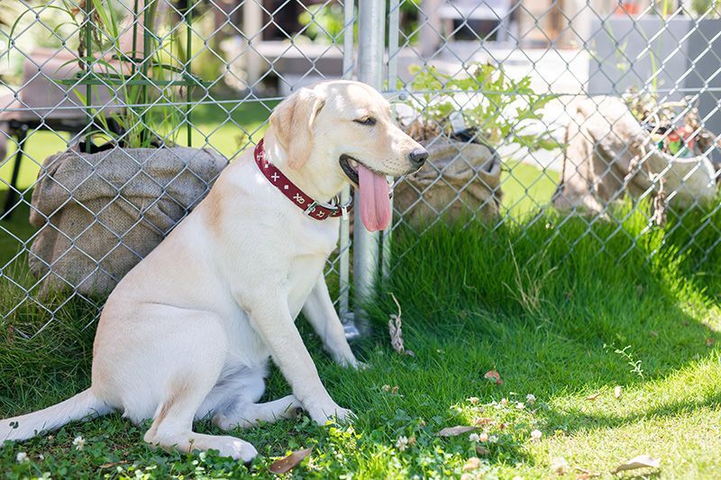 7月、8月の犬服業界は。。。