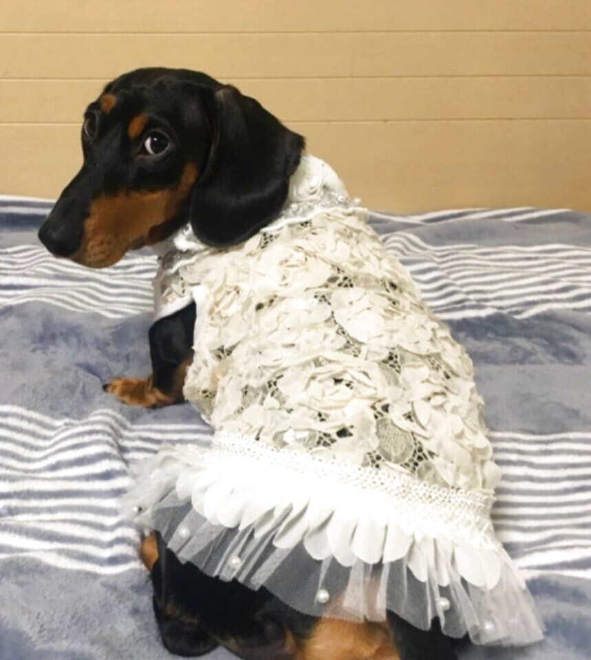 犬服 インポートドッグウェアcockerpapa コカパパ Doggystar ドッギースター