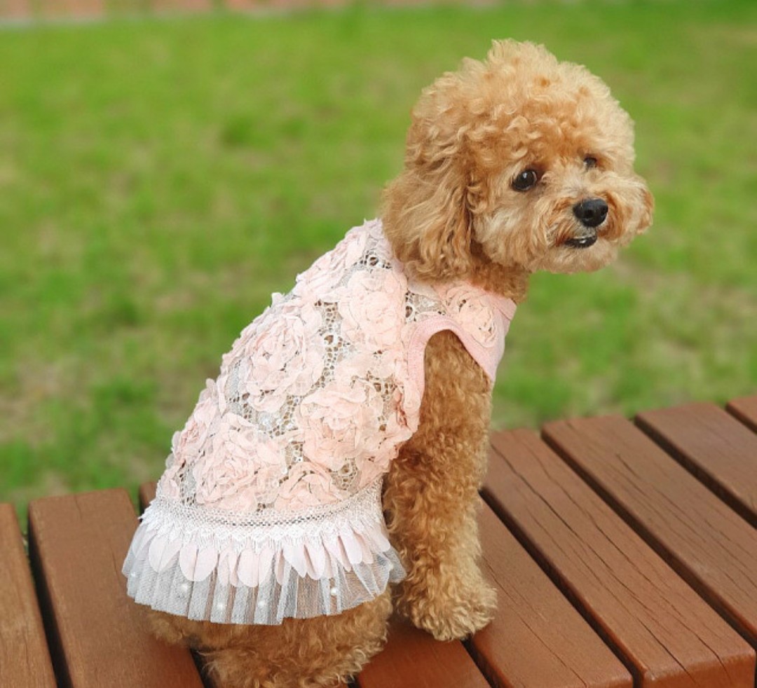 犬服 インポートドッグウェアcockerpapa コカパパ Doggystar ドッギースター 犬服 インポートドッグウェアcockerpapa コカパパ Doggystar ドッギースター