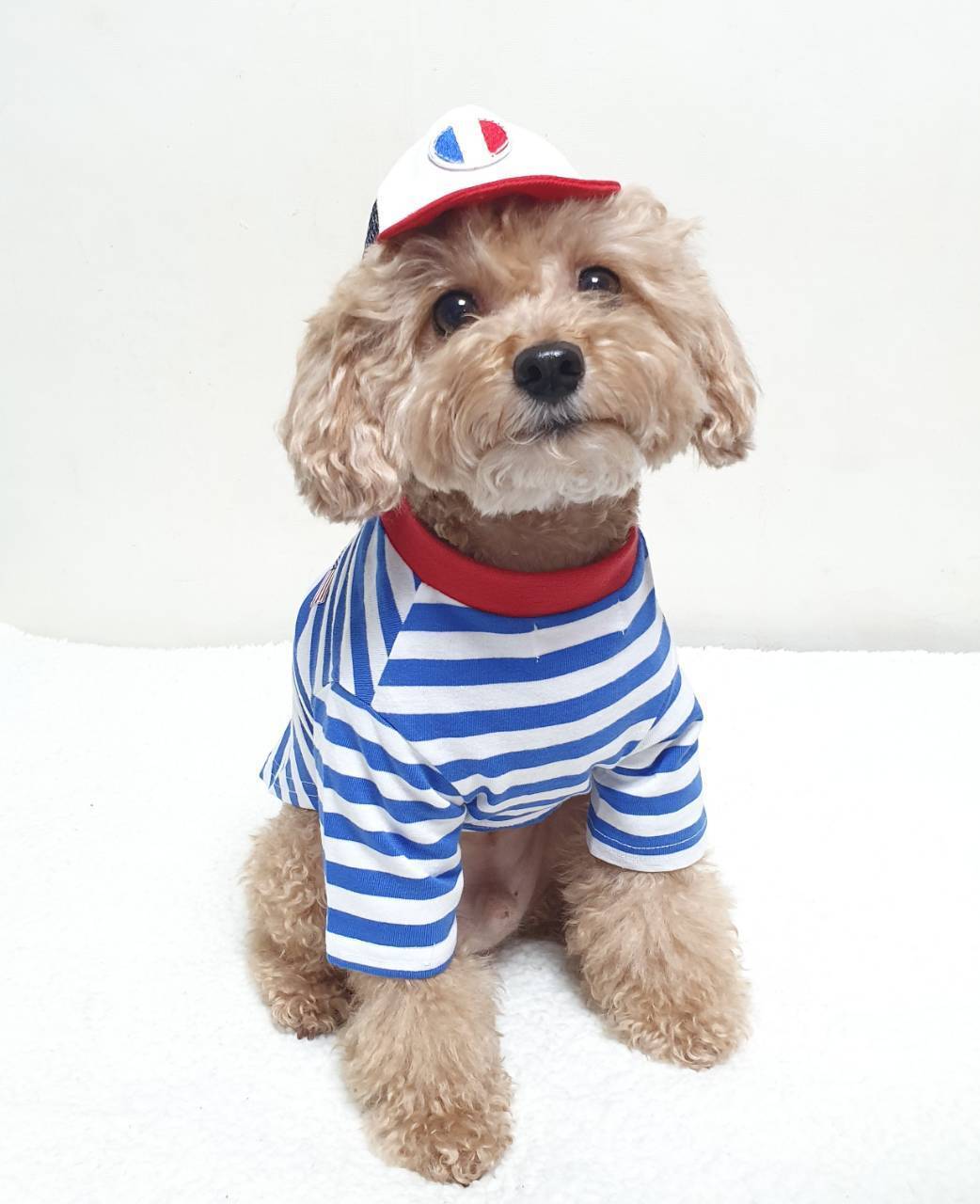 犬服 シンプル ボーダー Tシャツ 小型犬 中型犬 韓国 春 夏 doggystar ドッギースター