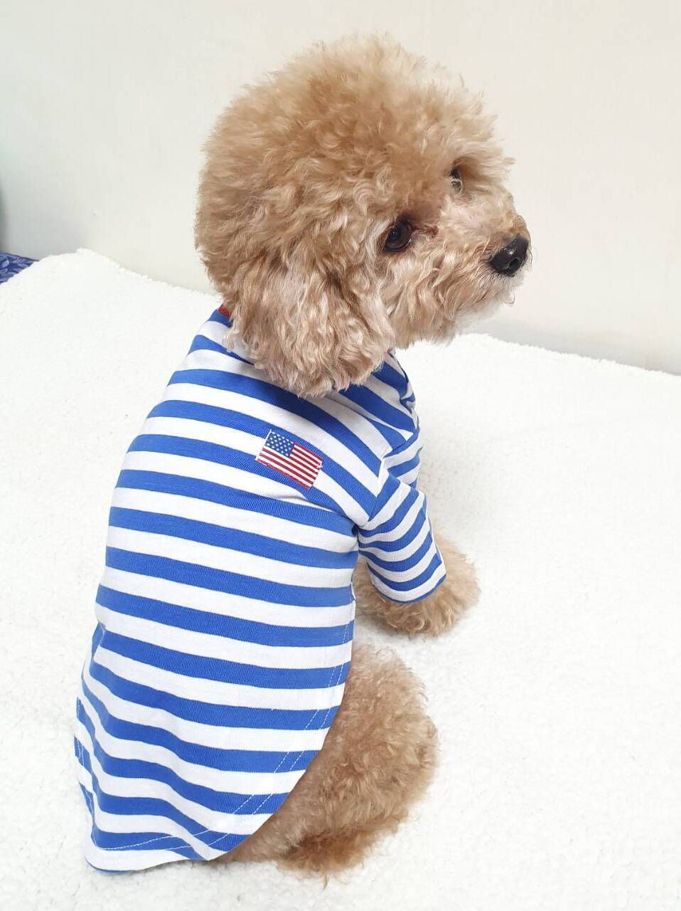 犬服 シンプル ボーダー Tシャツ 小型犬 中型犬 韓国 春 夏 doggystar ドッギースター