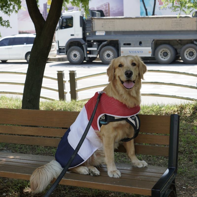 超大型犬 犬服 エアー メッシュ クール ベスト 保冷剤 ハーネス 夏 機能性 ウェア 冷却 熱中症対策 ペット用品 ペットウェア doggystar  ドッギースター