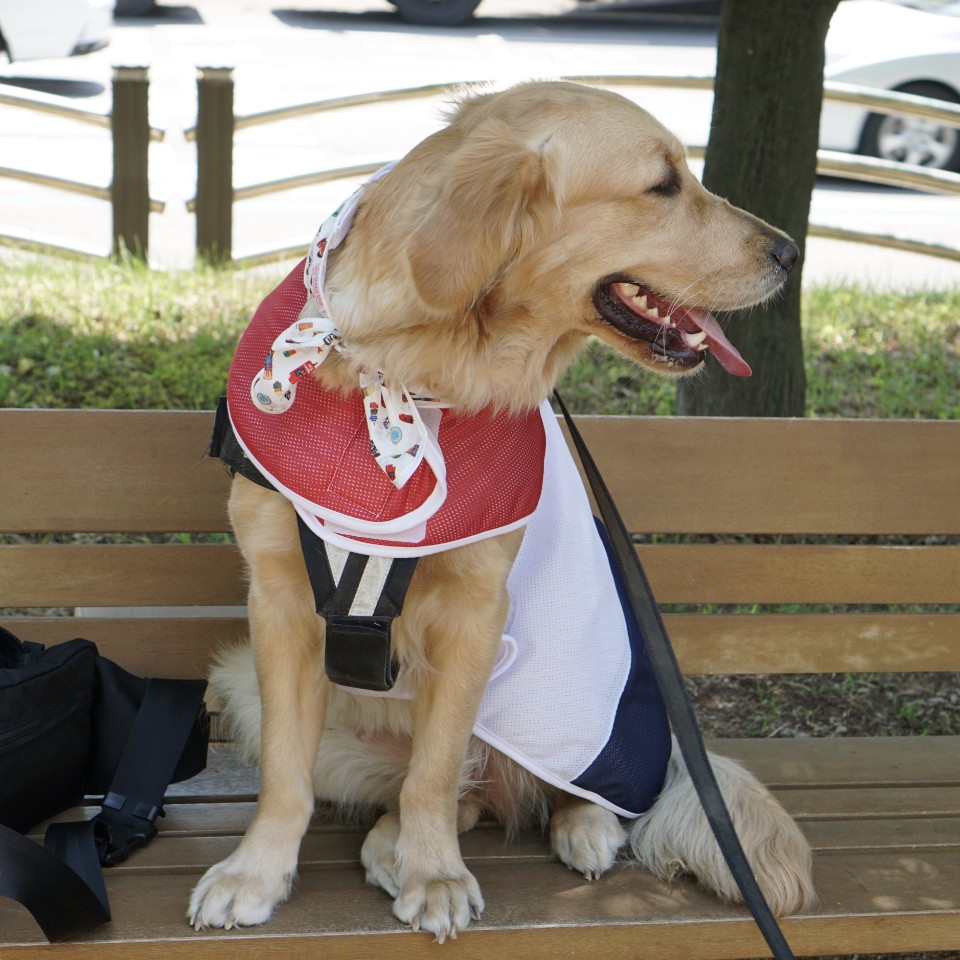 犬服 インポートドッグウェアcockerpapa コカパパ Doggystar ドッギースター 犬服 インポートドッグウェアcockerpapa コカパパ Doggystar ドッギースター