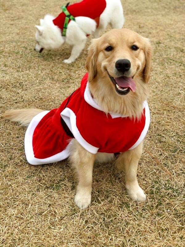 大型 犬 服 ワンピース 3 XL 中型犬 大型犬 冬 クリスマス サンタ 袖なし 軽量 フリース パーカー - cocker papa