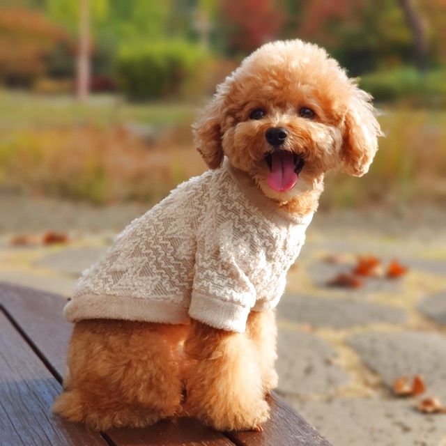 犬服 ニット Tシャツ Xs S M L Xl 小型犬 中型犬 秋 冬 おしゃれ エスニック柄 Cocker Papa