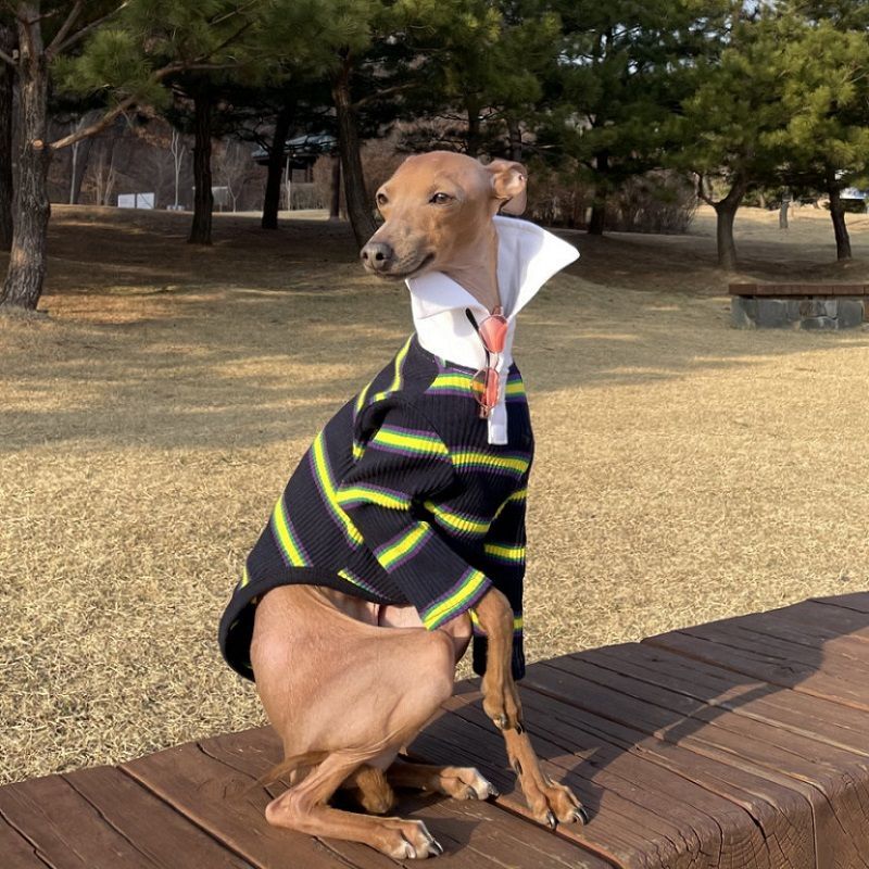 イタグレ服 ラガーTシャツ 韓国犬服 室内着 小型犬 中型犬 春夏秋