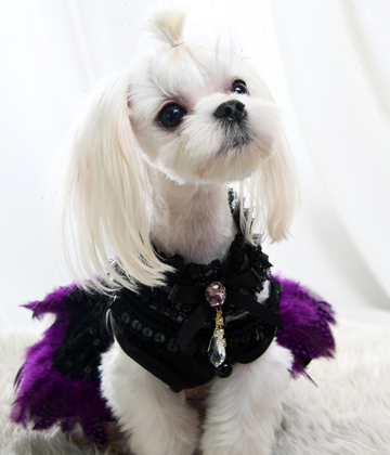 犬服・アクセサリー york md85161.jpg