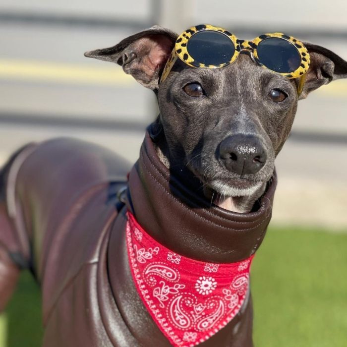 イタグレ服 レザー ミンク ロンパース 韓国犬服 小型犬 中型犬 秋冬
